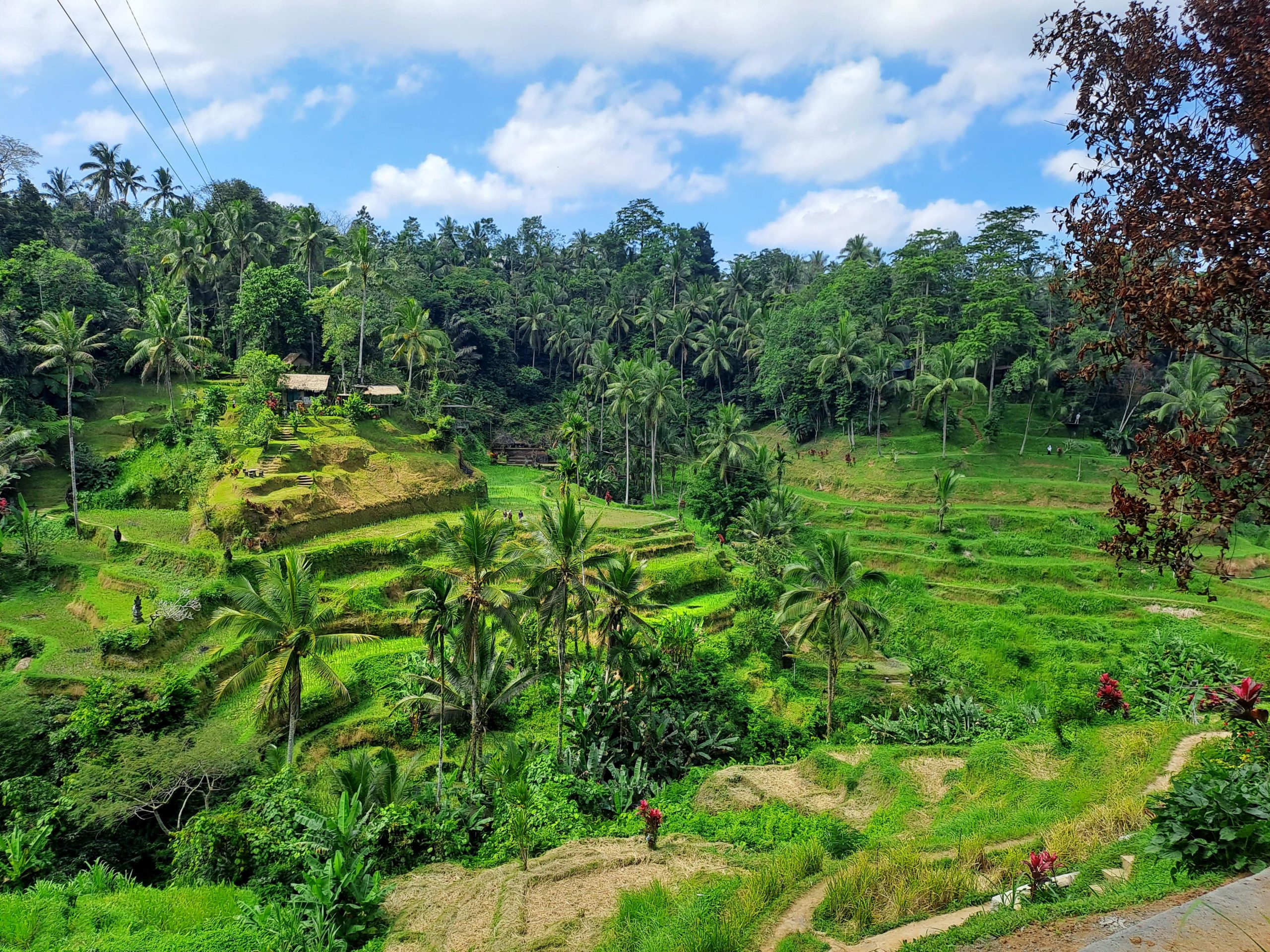 Tegalalang Rice terrace