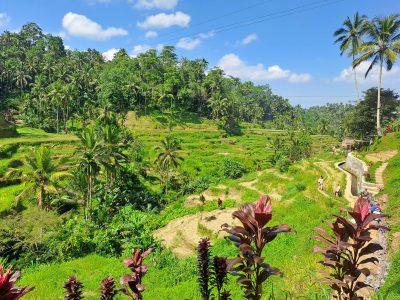 Tegalalang Rice terrace