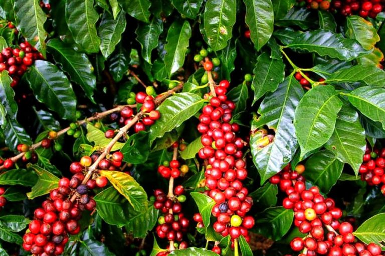 Discovering the Charm of Coffee Plantations in Bali